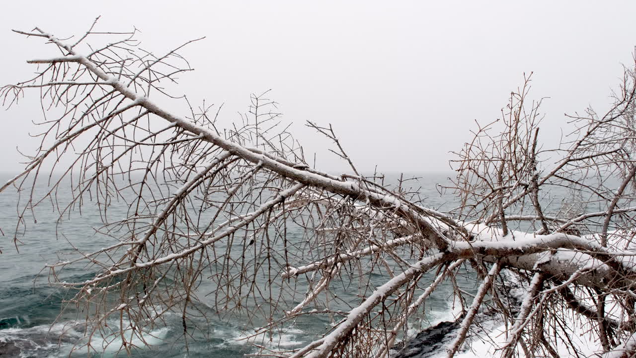 árbol caído en tormenta de invierno con olas en el fondo