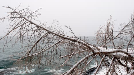 fallen tree in winter storm with waves in the background