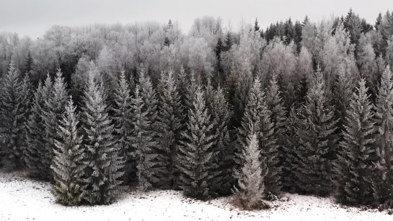 Aerial drone view of a snowy winter forest in countryside with hoar frost covered pine trees. Freezing winter from above.