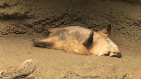 Ein-Dachs-Schläft-In-Seinem-Bau