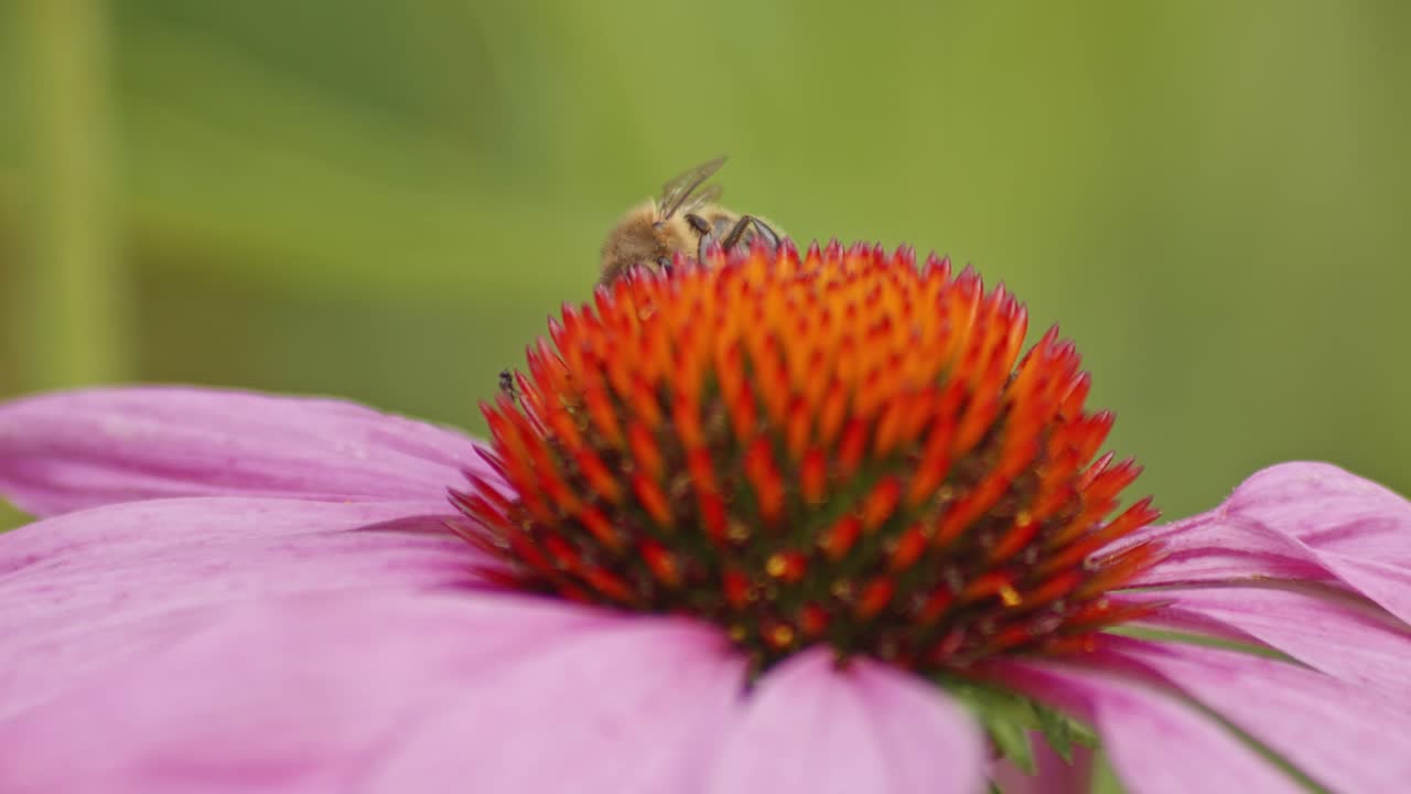 una foto macro de cerca de una abeja recolectando polen de una coneflower púrpura y naranja