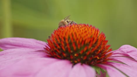 Un-Primer-Plano-Macro-De-Una-Abeja-Recogiendo-Polen-De-Una-Equinácea-Púrpura-Y-Naranja