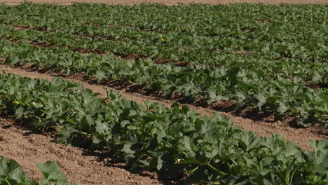 pumpkin farm field