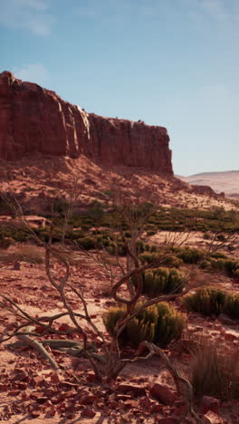 small tree in nevada desert