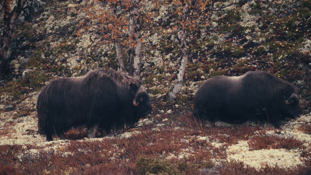 un par de ovibos moschatus muskoxen en el parque nacional dovrefjell, noruega