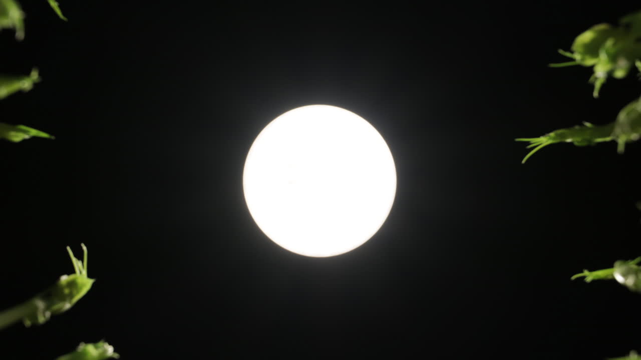 прорастающие ростки гороха растут от камеры в сторону абстрактного солнца, студийный фон