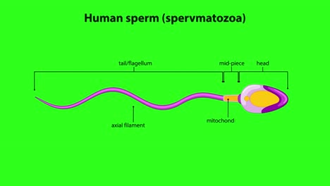 animated human spermatozoon swims with labeled anatomical parts on bright green background, side view
