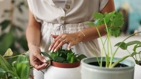 woman caring for houseplants