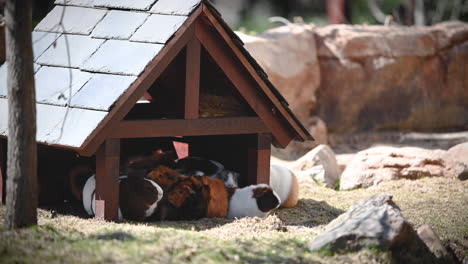 super cute little animal guinea pig live together in a small house