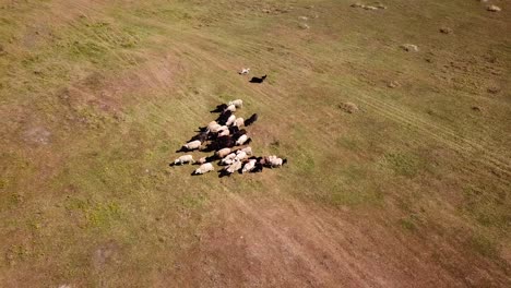 toma aérea de un perro pastor pumi corriendo y guiando ganado en un prado