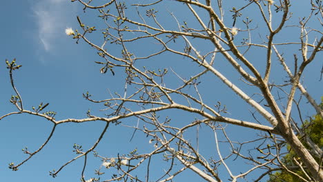 Ypê-at-the-beginning-of-winter-flowering