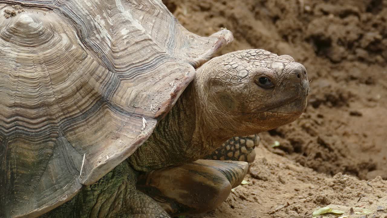 retrato de una gran tortuga en primer plano, 4k
