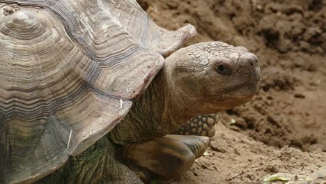 big turtle closeup portrait, 4k