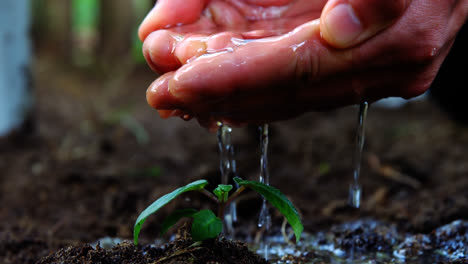 Gärtner-Gießt-Mit-Seinen-Händen-Wasser-über-Einen-Schössling