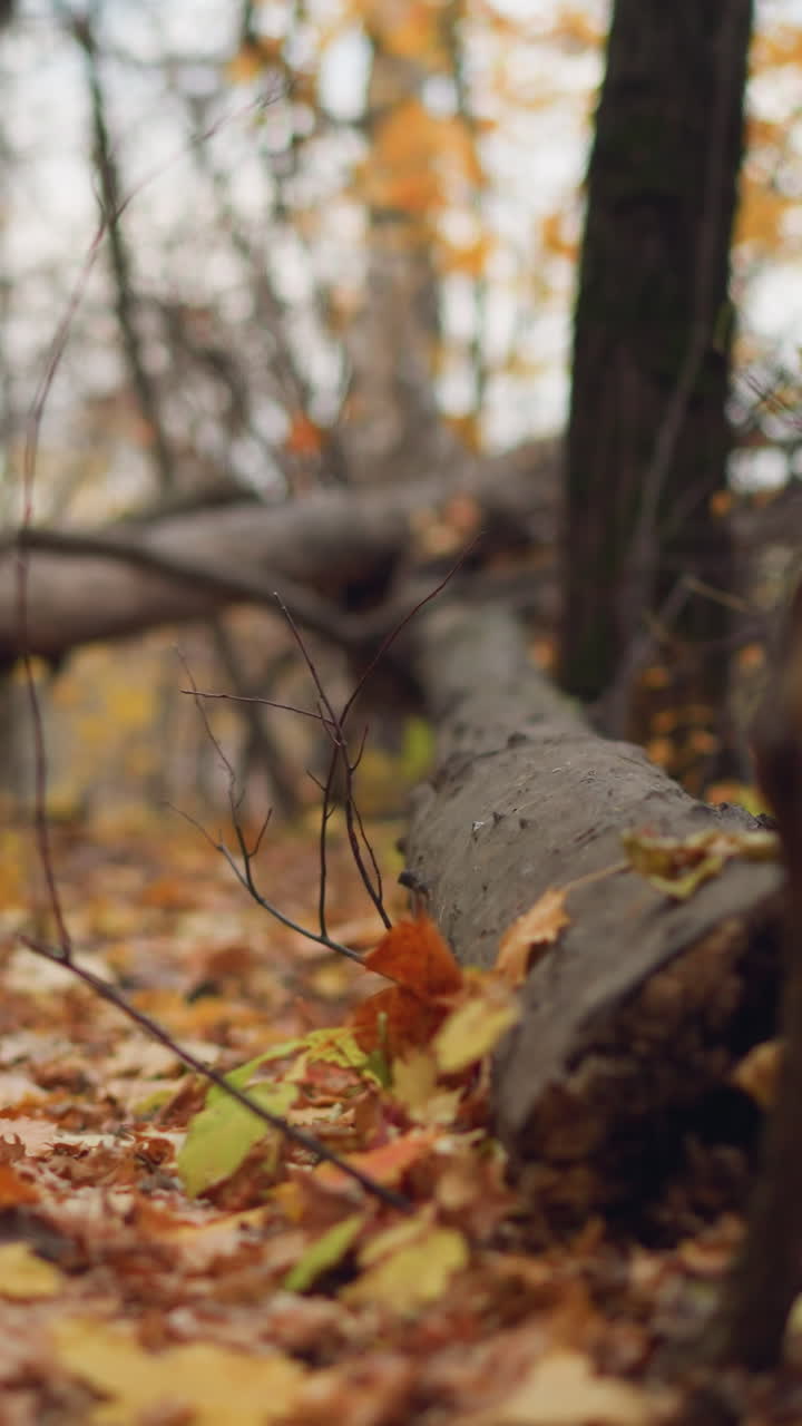 escena serena del bosque de otoño con árboles caídos que se encuentran a través de un camino de bosque natural, rodeados de árboles altos con hojas doradas, el follaje seco cubre el suelo