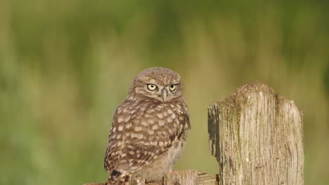 Pair-of-steenuil-owls-perched-on-fence-post-look-around-and-fly-away