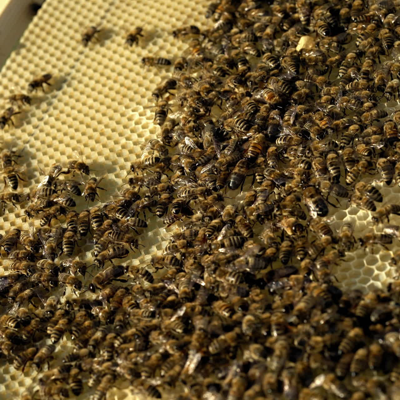 Frames of a bee hive. Bee honeycombs with honey and bees. Apiculture concept