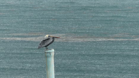 Pelikan-Steht-Im-Regen-Auf-Einem-Rohr-Im-Meer