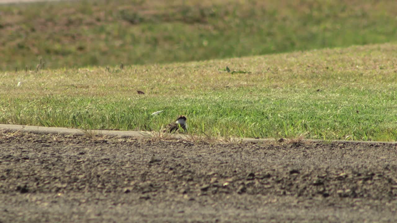 두 마리의 아기  ⁇ 이 잔디에 둥지를 틀고 있습니다.