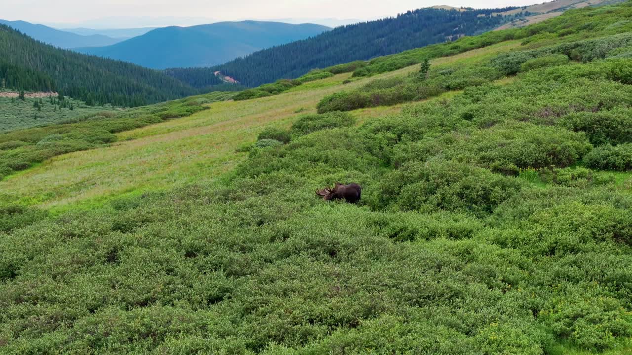 vista trasera de la órbita aérea de alces pastando en un arbusto grueso profundo en las montañas de guanella pass colorado