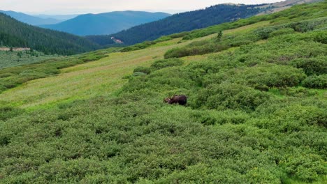 aerial orbit rear view of moose grazing in deep thick shrub on guanella pass colorado mountains