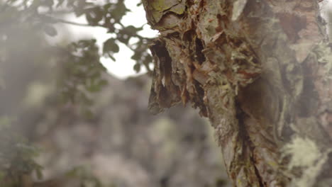 Wald-Und-Vegetation,-Baum-Aus-Nächster-Nähe