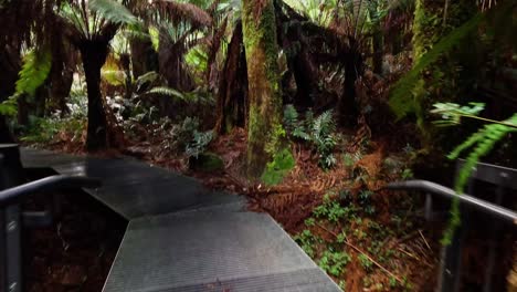 paseo por el bosque tropical