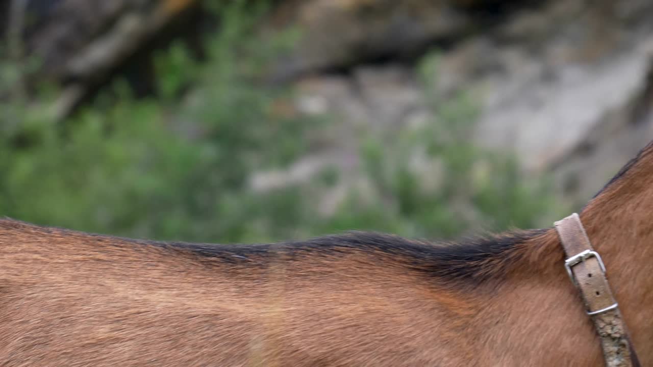 Cabra Marrom Close-up