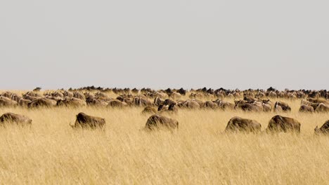 Eine-Panoramaaufnahme-Von-Büffeln,-Die-Im-Hohen-Goldenen-Gras-Grasen-Und-Spazieren-Gehen