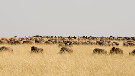 un disparo panorámico de un oído de búfalos pastando y caminando en la alta hierba dorada
