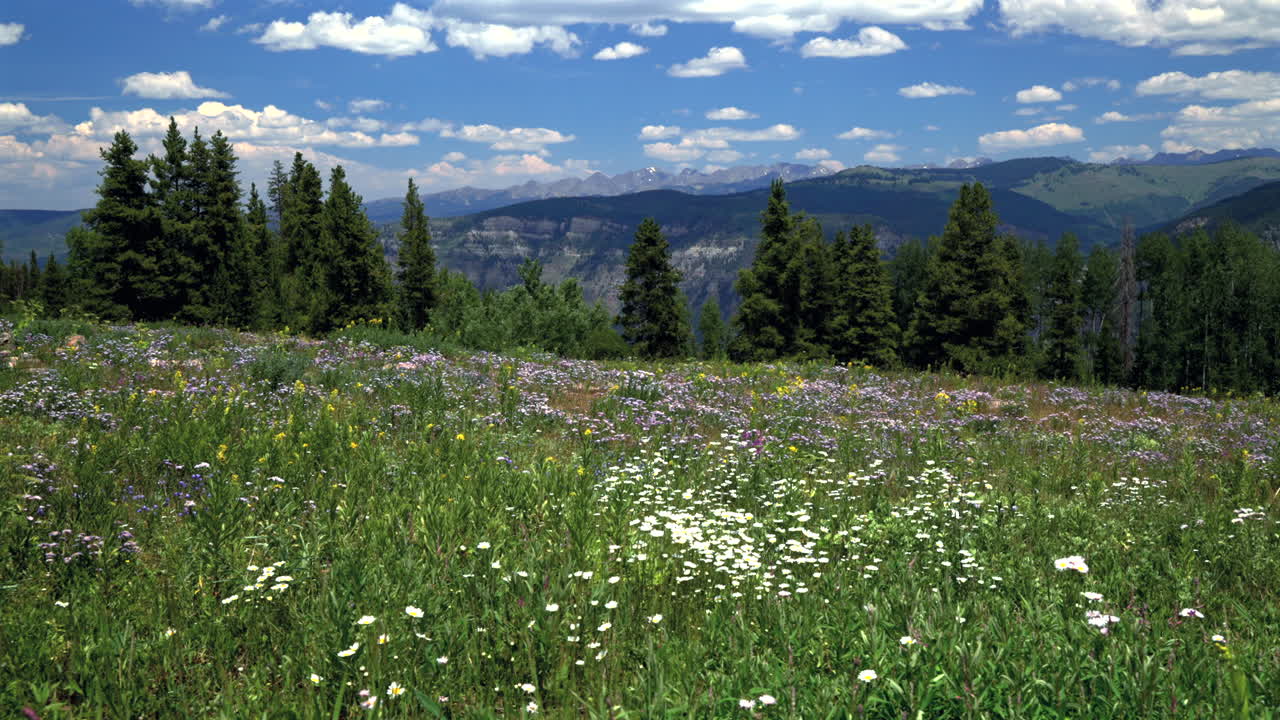 Summer Vail Avon Minturn Redcliff Gore Range Rocky Mountains daisy wildflowers aerial drone Colorado vibrant blue skies morning pine trees aspen groove Mount Holy Cross Half Moon Pass Wilderness left