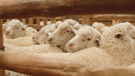 close up of sheep in pen waiting for wool shearing