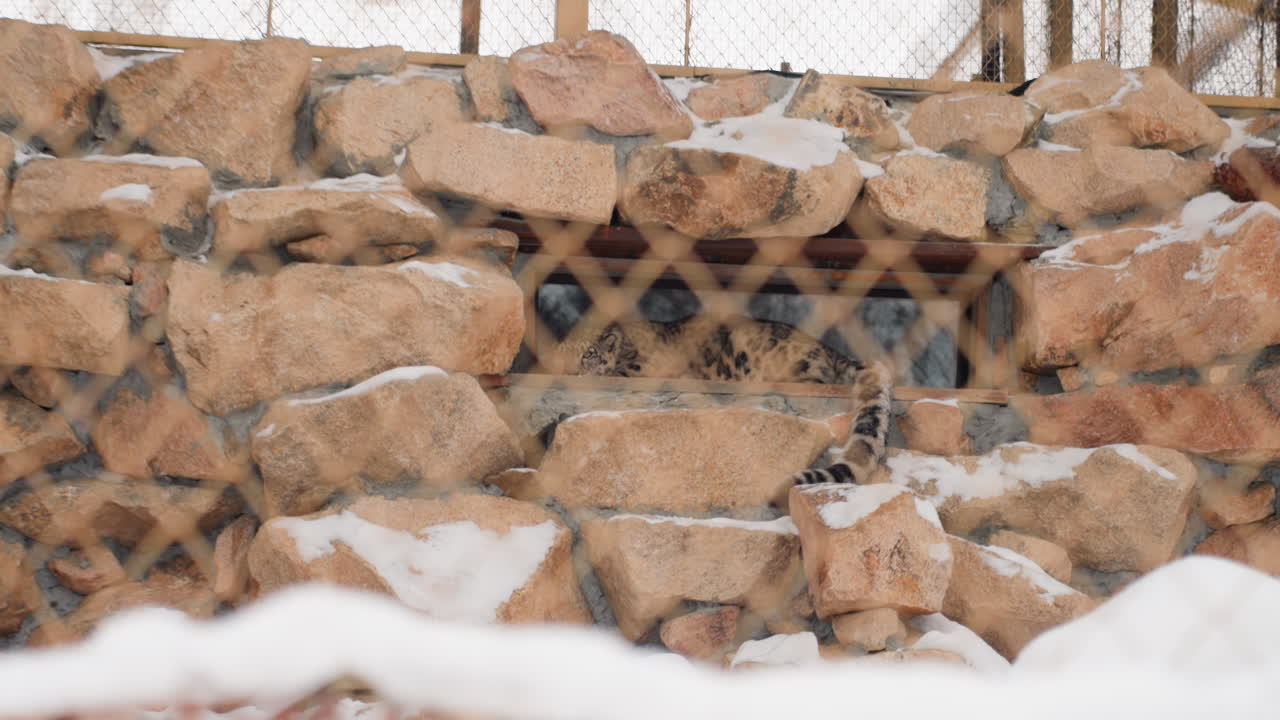 Leopard kigger frem bag rustent gitter i sneklædt stenmur, udsigt til fjernt habitat, metalgitter indrammer plettet ansigt, dæmpet vinterfarvepalet, kontrast mellem menneskelig struktur og vild modstandsdygtighed