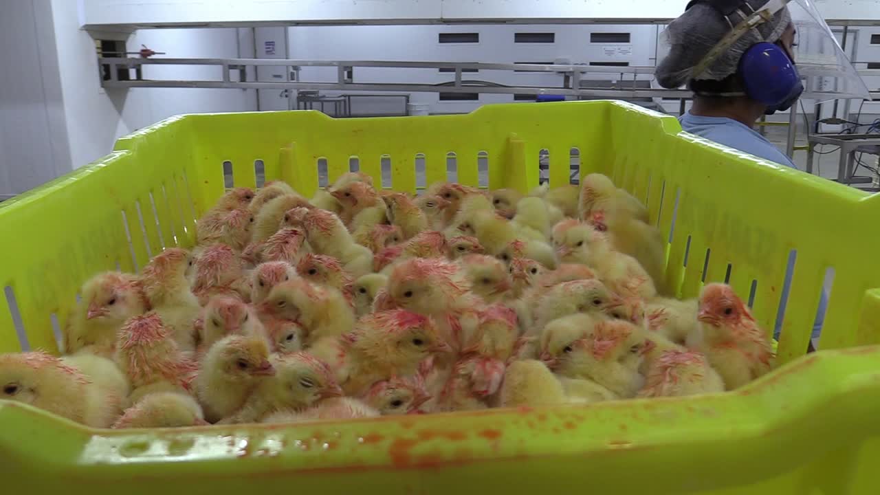 인식을 위해 염색된 많은 노란 병아리가 있는 상자의 클로즈업