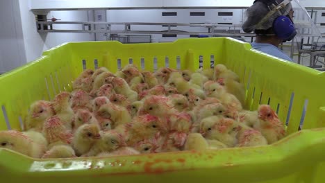 primer plano de una caja con muchos pollitos amarillos teñidos para el reconocimiento