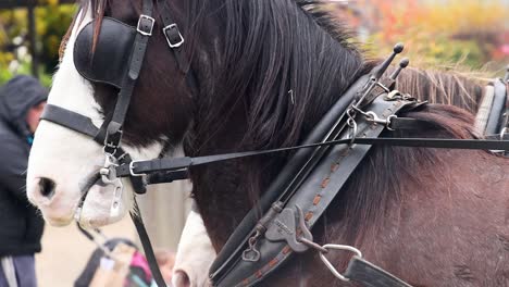 primer plano de caballos en arnés