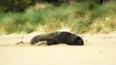 León-Marino-Descansando-En-La-Arena-De-La-Playa-En-Un-Día-Soleado,-Nueva-Zelanda