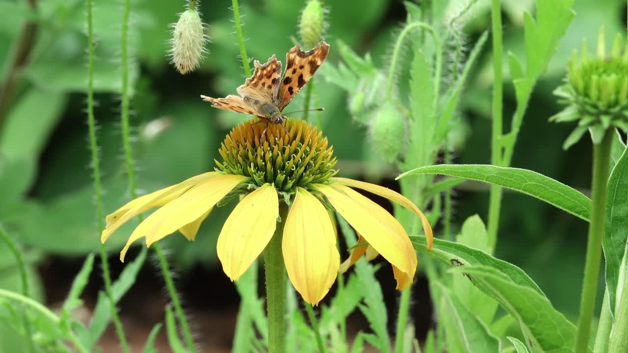 Farfalla virgola che si nutre del nettare di un fiore a cono giallo.