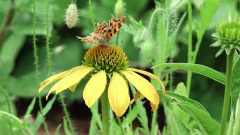 comma butterfly enjoying the nectar of a yellow cone flower