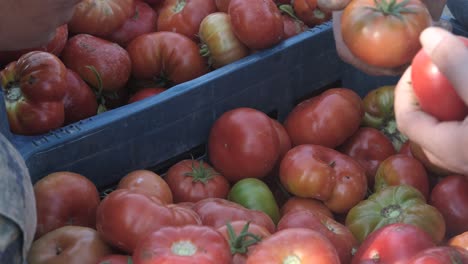 la gente cosecha verduras.