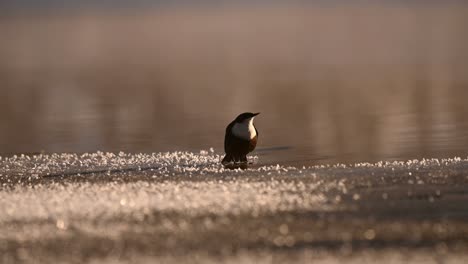 white throated dipper sitting on icy bank of river, winter norway morning