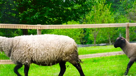 Schaf--Und-Lämmerherde-Spaziergang-Auf-Eingezäuntem-Gelände-Der-Grünen-Wiese,-Tschechien