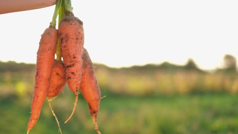 close up of harvest carrots farm shows to the camera on a background of sunlight close up of harvest carrots farm shows to the camera on a background of sunlight summer growth of vegetables growing natural vegetables in the field