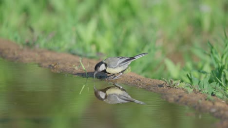 great tit drinking water from a puddle