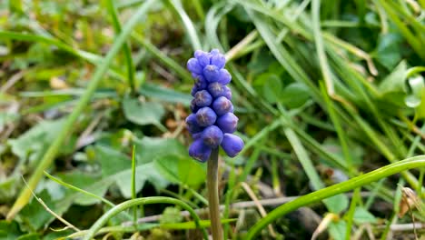 closeup and focused view of a broad-leafed grape hyacinth amongst random foliage