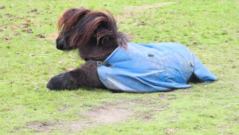 pony rolls on grass and stands up