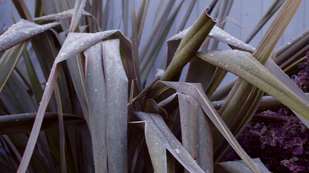 sartén a la altura de los ojos de phormium de lino de nueva zelanda con escarcha y hielo