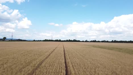 fast backward drone flight over a wheat field blue sky with clouds