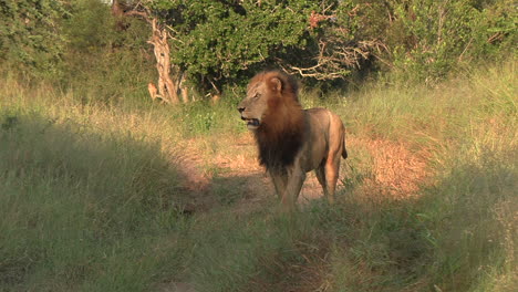 Profilansicht-Eines-Männlichen-Löwen,-Der-Auf-Einer-Safari-Im-Schatten-Eines-Baumes-Anhält,-Um-Zuzuhören