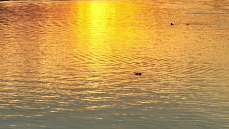 single loons crossing lake reflecting the spectacular sunset